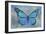 Blue Butterfly Watercolor-Cora Niele-Framed Giclee Print