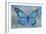 Blue Butterfly Watercolor-Cora Niele-Framed Giclee Print