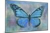 Blue Butterfly Watercolor-Cora Niele-Mounted Giclee Print