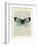 Blue Butterfly-Marion Mcconaghie-Framed Art Print