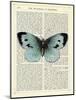 Blue Butterfly-Marion Mcconaghie-Mounted Art Print