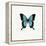 Blue Butterfly-PhotoINC-Framed Premier Image Canvas