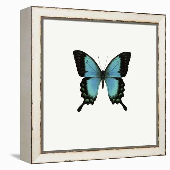 Blue Butterfly-PhotoINC-Framed Premier Image Canvas