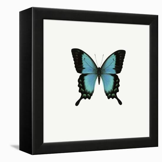 Blue Butterfly-PhotoINC-Framed Premier Image Canvas