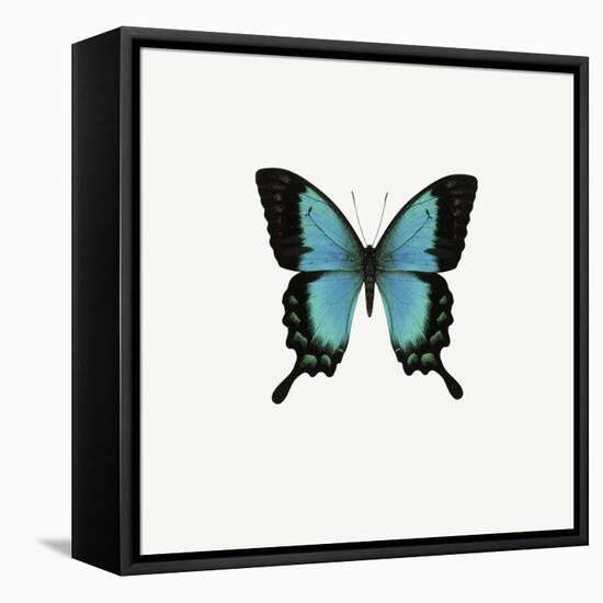 Blue Butterfly-PhotoINC-Framed Premier Image Canvas