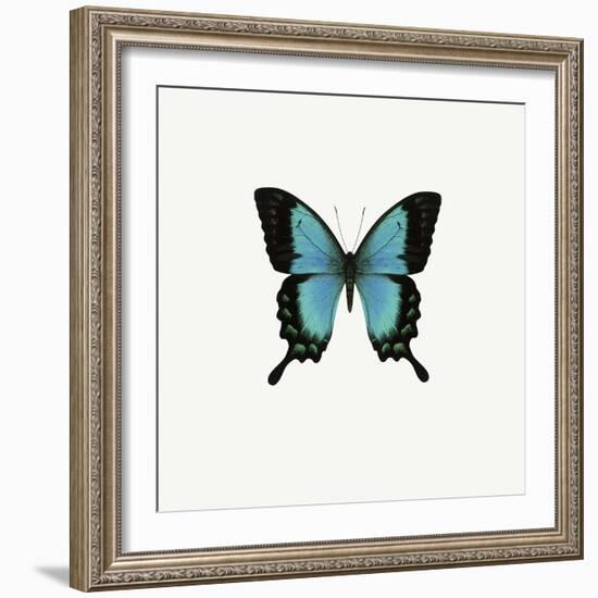 Blue Butterfly-PhotoINC-Framed Photographic Print