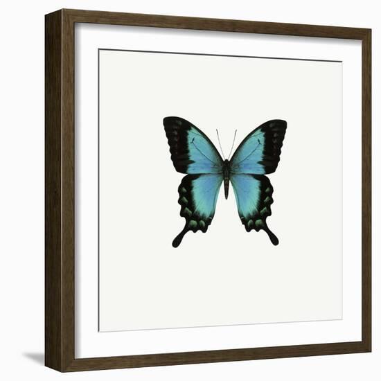 Blue Butterfly-PhotoINC-Framed Photographic Print