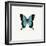 Blue Butterfly-PhotoINC-Framed Photographic Print