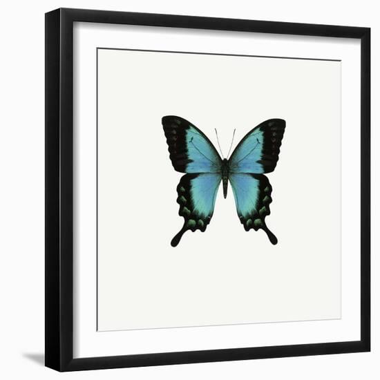 Blue Butterfly-PhotoINC-Framed Photographic Print