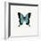 Blue Butterfly-PhotoINC-Framed Photographic Print