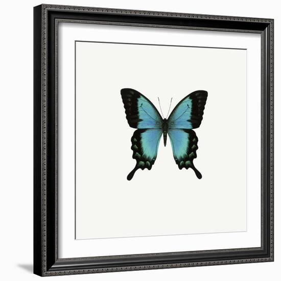 Blue Butterfly-PhotoINC-Framed Photographic Print