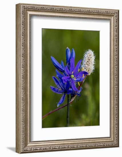 Blue Camas and American Bistort Wildflowers Near Marias Pass, Montana, Usa-Chuck Haney-Framed Photographic Print