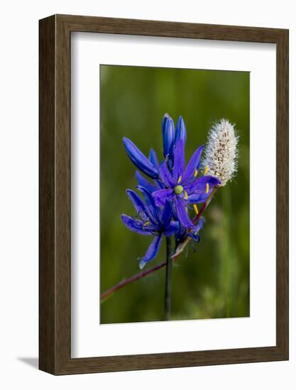 Blue Camas and American Bistort Wildflowers Near Marias Pass, Montana, Usa-Chuck Haney-Framed Photographic Print