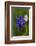 Blue Camas and American Bistort Wildflowers Near Marias Pass, Montana, Usa-Chuck Haney-Framed Photographic Print