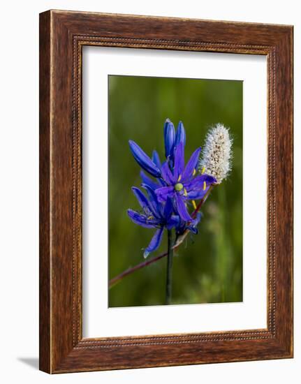 Blue Camas and American Bistort Wildflowers Near Marias Pass, Montana, Usa-Chuck Haney-Framed Photographic Print