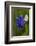 Blue Camas and American Bistort Wildflowers Near Marias Pass, Montana, Usa-Chuck Haney-Framed Photographic Print