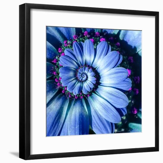 Blue Camomile Daisy Flower Spiral Abstract Fractal Effect Pattern Background. Blue Violet Navy Flow-Mikhail Leonov-Framed Photographic Print