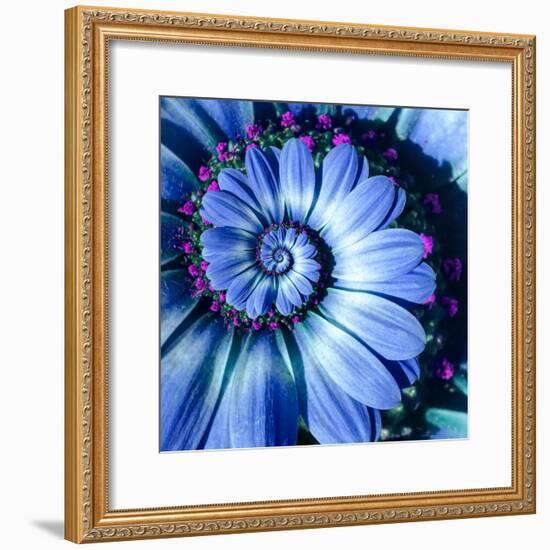 Blue Camomile Daisy Flower Spiral Abstract Fractal Effect Pattern Background. Blue Violet Navy Flow-Mikhail Leonov-Framed Photographic Print