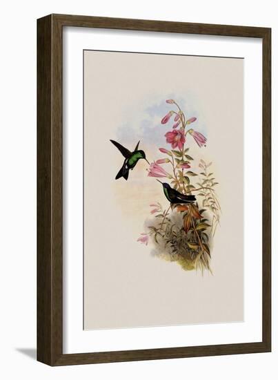 Blue-Capped Saucerottia, Saucerottia Cyanifrons-John Gould-Framed Giclee Print