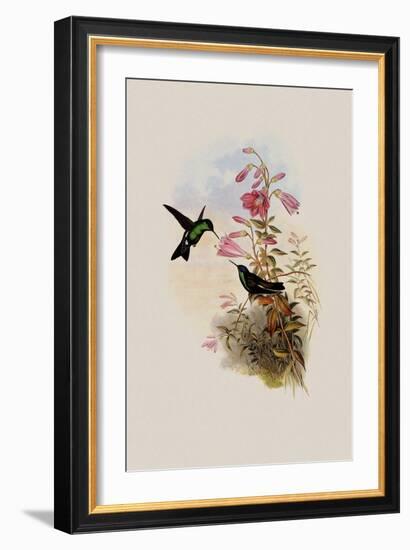 Blue-Capped Saucerottia, Saucerottia Cyanifrons-John Gould-Framed Giclee Print