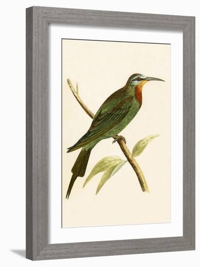 Blue Cheeked Bee Eater,  from 'A History of the Birds of Europe Not Observed in the British Isles'-English-Framed Giclee Print