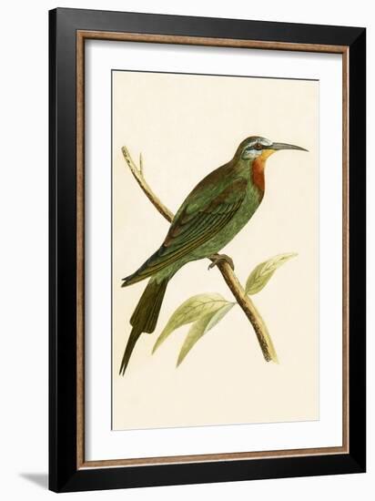 Blue Cheeked Bee Eater,  from 'A History of the Birds of Europe Not Observed in the British Isles'-English-Framed Giclee Print