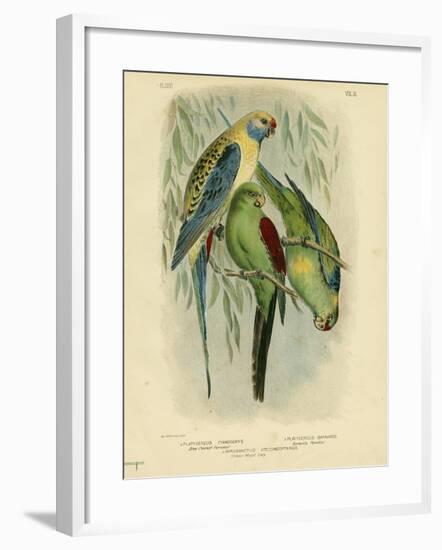 Blue-Cheeked Parakeet, 1891-Gracius Broinowski-Framed Giclee Print