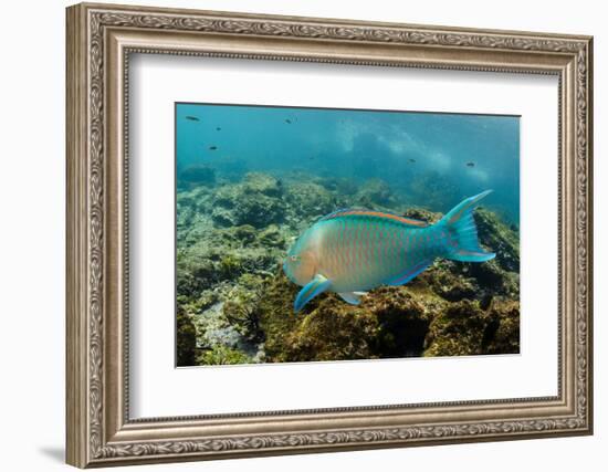 Blue-Chin Parrotfish (Scarus Ghobban), Galapagos Islands, Ecuador-Pete Oxford-Framed Photographic Print