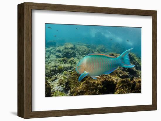 Blue-Chin Parrotfish (Scarus Ghobban), Galapagos Islands, Ecuador-Pete Oxford-Framed Photographic Print