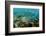 Blue-Chin Parrotfish (Scarus Ghobban), Galapagos Islands, Ecuador-Pete Oxford-Framed Photographic Print