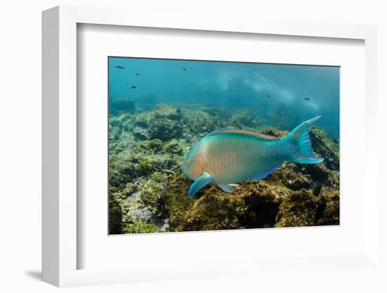 Blue-Chin Parrotfish (Scarus Ghobban), Galapagos Islands, Ecuador-Pete Oxford-Framed Photographic Print