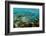 Blue-Chin Parrotfish (Scarus Ghobban), Galapagos Islands, Ecuador-Pete Oxford-Framed Photographic Print