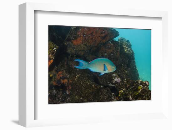 Blue-Chin Parrotfish (Scarus Ghobban) Galapagos Islands, Ecuador-Pete Oxford-Framed Photographic Print