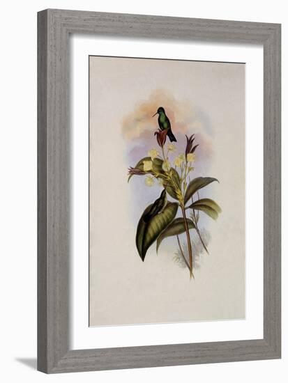 Blue-Chinned Sapphire, Eucephala C?ruleo-John Gould-Framed Giclee Print