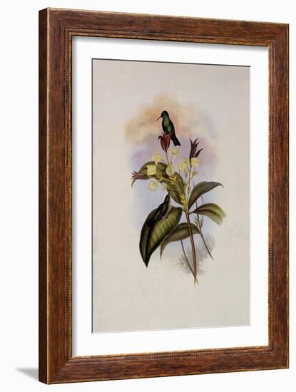 Blue-Chinned Sapphire, Eucephala C?ruleo-John Gould-Framed Giclee Print