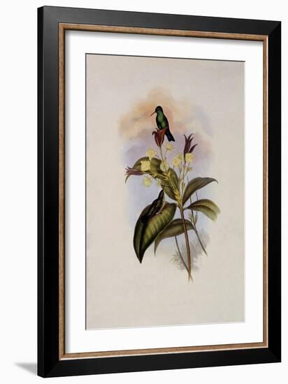 Blue-Chinned Sapphire, Eucephala C?ruleo-John Gould-Framed Giclee Print