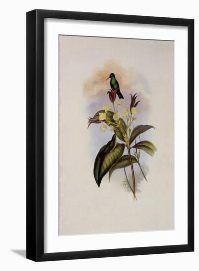 Blue-Chinned Sapphire, Eucephala C?ruleo-John Gould-Framed Giclee Print