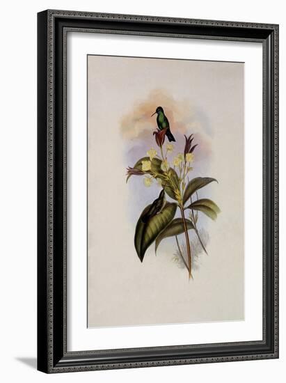 Blue-Chinned Sapphire, Eucephala C?ruleo-John Gould-Framed Giclee Print