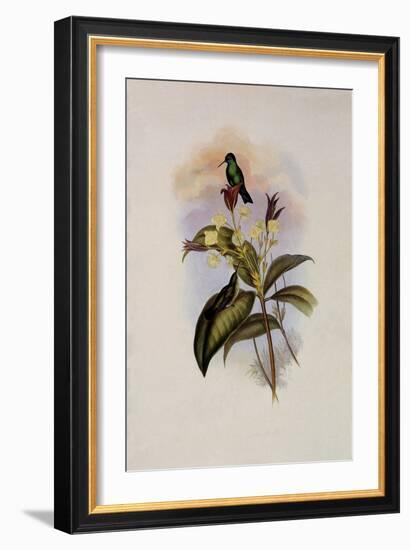 Blue-Chinned Sapphire, Eucephala C?ruleo-John Gould-Framed Giclee Print