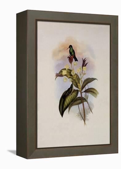 Blue-Chinned Sapphire, Eucephala C?ruleo-John Gould-Framed Premier Image Canvas