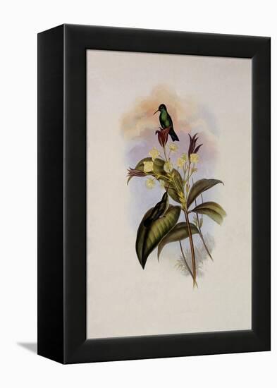 Blue-Chinned Sapphire, Eucephala C?ruleo-John Gould-Framed Premier Image Canvas