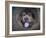 Blue Chow Chow Portrait-Jai Johnson-Framed Giclee Print