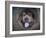 Blue Chow Chow Portrait-Jai Johnson-Framed Giclee Print