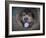 Blue Chow Chow Portrait-Jai Johnson-Framed Giclee Print