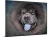 Blue Chow Chow Portrait-Jai Johnson-Mounted Giclee Print