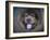 Blue Chow Chow Portrait-Jai Johnson-Framed Giclee Print