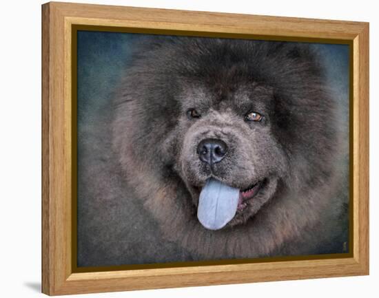 Blue Chow Chow Portrait-Jai Johnson-Framed Premier Image Canvas