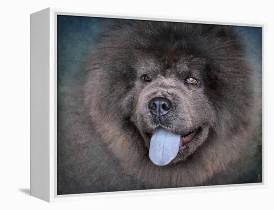 Blue Chow Chow Portrait-Jai Johnson-Framed Premier Image Canvas