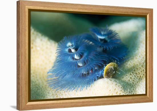 Blue Christmas Tree Worm (Spirobranchus Giganteus), Cairns, Queensland, Australia, Pacific-Louise Murray-Framed Premier Image Canvas