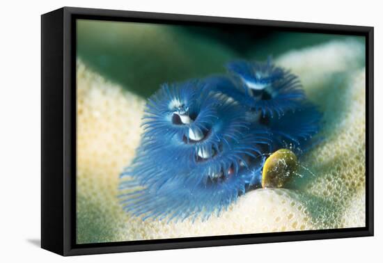 Blue Christmas Tree Worm (Spirobranchus Giganteus), Cairns, Queensland, Australia, Pacific-Louise Murray-Framed Premier Image Canvas